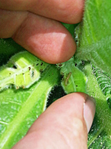 Cover photo for Mid Summer Tobacco Insect Update