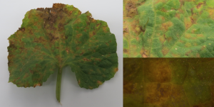 Cover photo for Cucurbit Downy Mildew Outbreak in Southeastern North Carolina