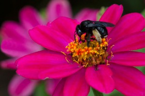 Cover photo for Register Now for May Pollinator Garden Workshop & Garden Tour