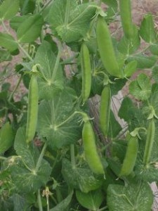 Cover photo for Spring’s First Crops –  Peas and Potatoes