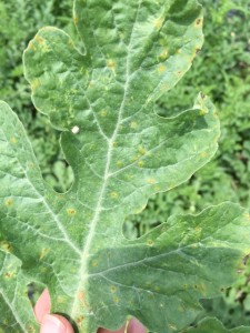Cover photo for Watermelon Downy Mildew Reported in North Carolina