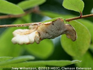 Cover photo for What’s that thing growing on my azalea?