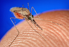 mosquito biting a person