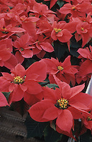 Cover photo for Keeping Holiday Plants Happy in the New Year
