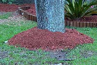 mulched tree