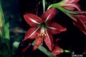 burgundy amaryllis flower