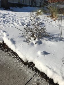 plants in the snow