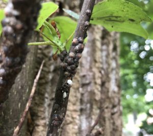 Tulip tree scales and white fluffy lady beetle larvae on a tulip poplar twig. Photo:SD Frank
