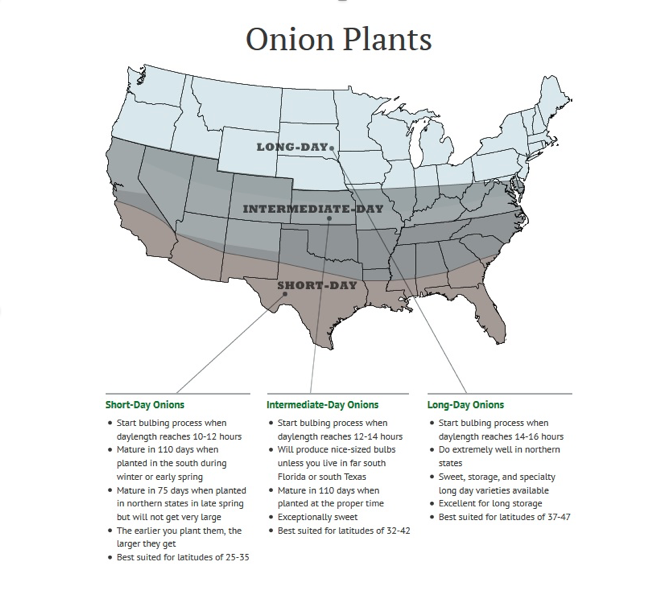 Onion plants chart image