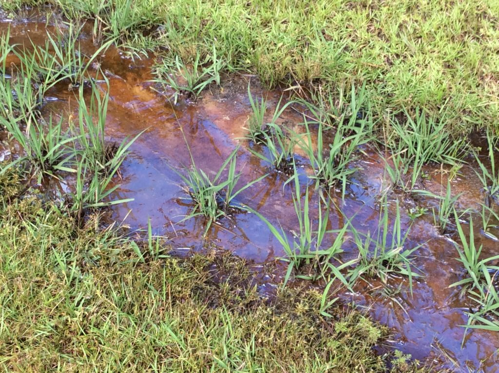Photo of natural sheen in ditch.