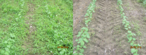 Cover photo for Planning for 2019: Preemergence Herbicides