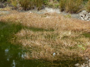 Patch of alligatorweed impacted by alligatorweed thrips.