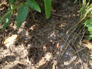 Cover photo for When to Treat Kudzu Bugs in Soybeans