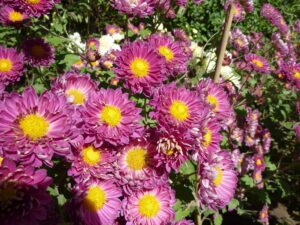 Pink Chrysanthemum flower