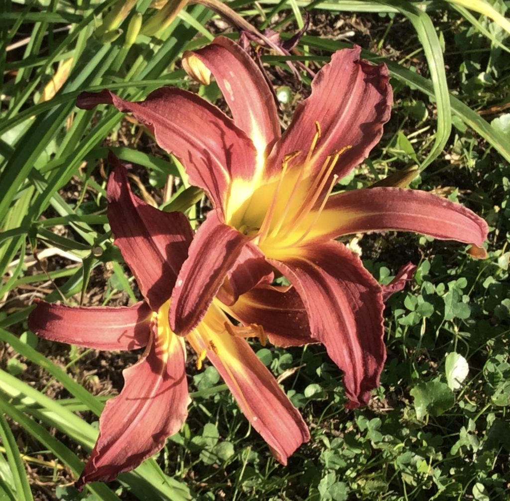 Photo of a daylily