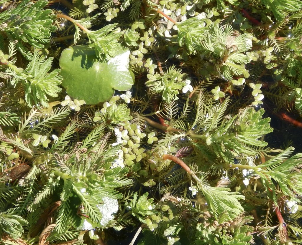 Parrotfeather, duckweed, and pennywort