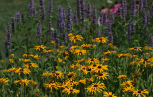 Cover photo for Enjoy a July Virtual Tour of the Pollinator Paradise Garden!
