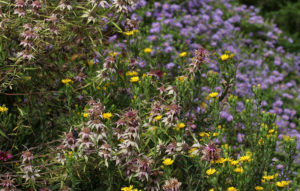 Cover photo for September Blooms in Pollinator Paradise