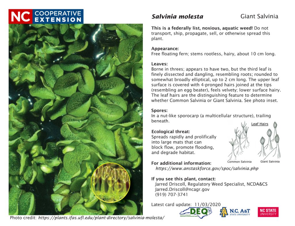 Giant salvinia identification card