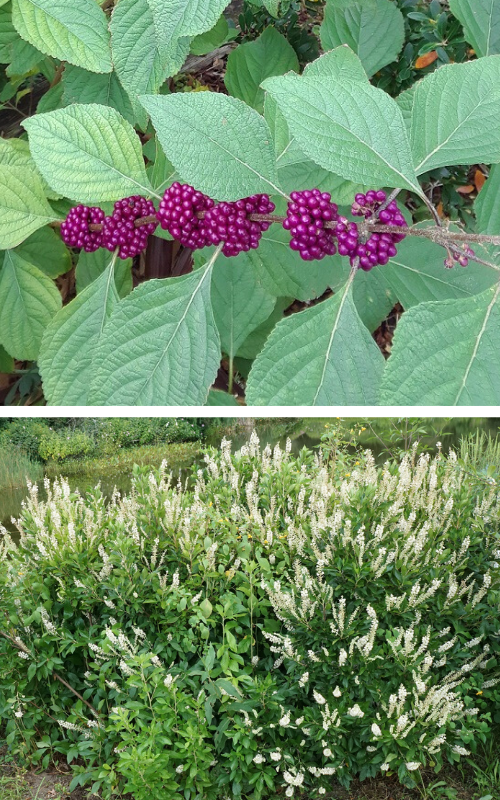 Top: American beautyberry, by Freda Pyron. Bottom: Sweet pepperbush, from Plant Image Library.