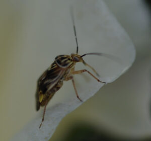 Cover photo for Tarnished Plant Bug Management in 2024