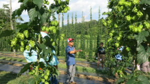 man standing in hop yard