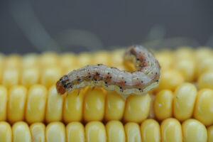 Cover photo for Concerns About Corn Earworm in Field Corn