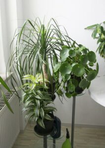 a trio of houseplants in front of a window.