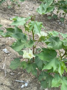 Cover photo for Crop Status Now That Cotton Is Entering the Bloom Period (Collins & Edmisten)