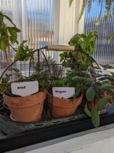 Galvanized basket of herbs in four-inch terra cotta pots, including mint, oregano, and purple sage with white labels.