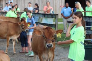 4-H youth with Diary Calves