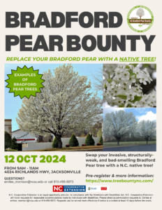 Bradford Pear Bounty on October 12th, 2024