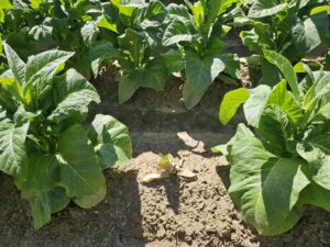 Cover photo for Final Update: Thrips Flight and TSWV Risk Assessment Report – June 20, 2025