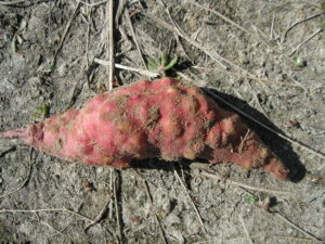 Galls and bumps on a sweetpotato storage root caused by root-knot nematodes (particularly, the guava root-knot nematode, Meloidogyne enterolobii).