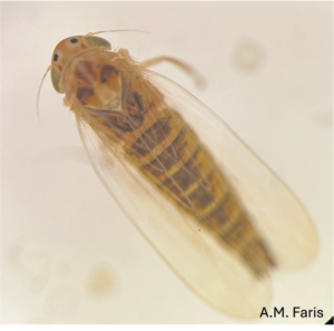 Pciture of corn leafhopper with tan body and two black dots between its eyes