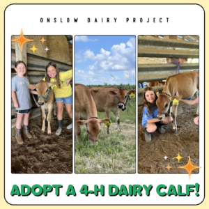 Graphic features images of dairy calves with Onslow County 4-H'ers.